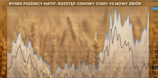 Cena pszenicy z nowego zbioru rośnie