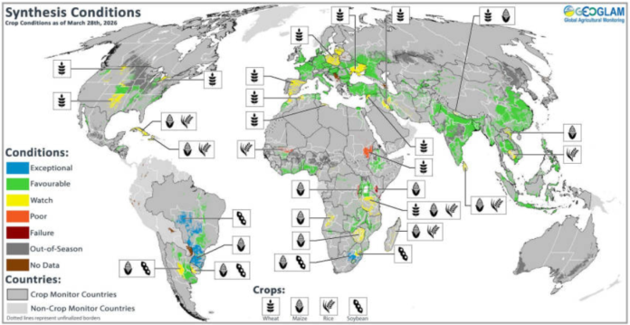 FAO - Kondycja światowych upraw - kwiecień 2026