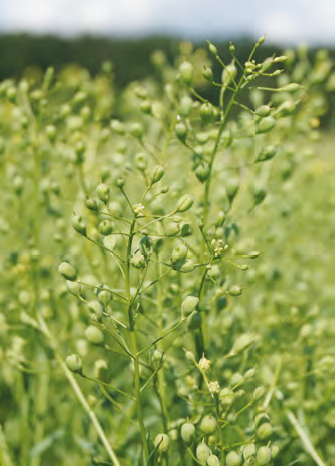 Lnianka siewna jako alternatywa dla rzepaku – czy warto ją uprawiać?