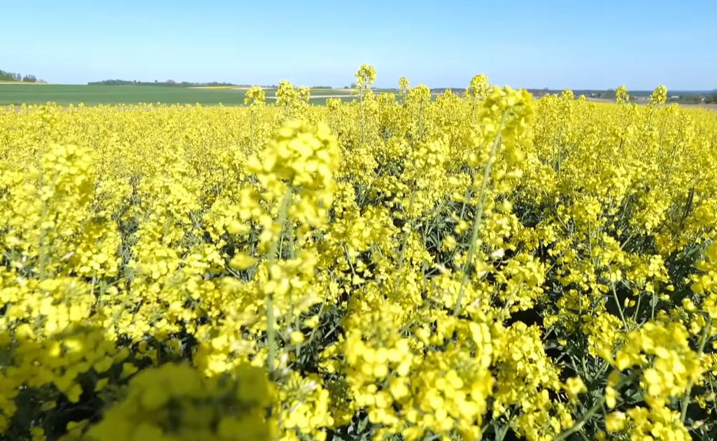 Tylko 15 mm deszczu i presja chorób! Jak chronić rzepak w tak trudnym sezonie?