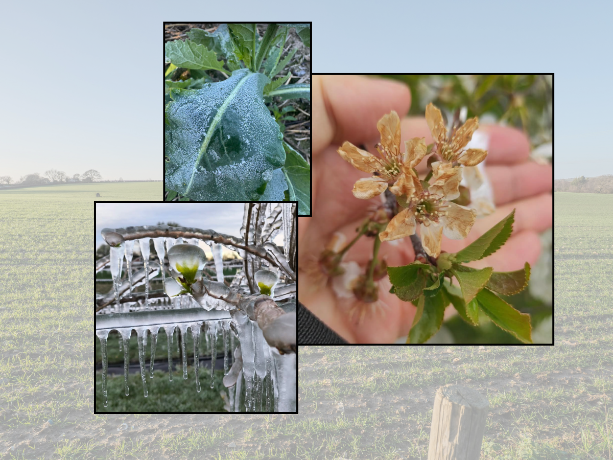 Mrozy dziesiątkują uprawy. Noc ze środy na czwartek może dopełnić zniszczenia