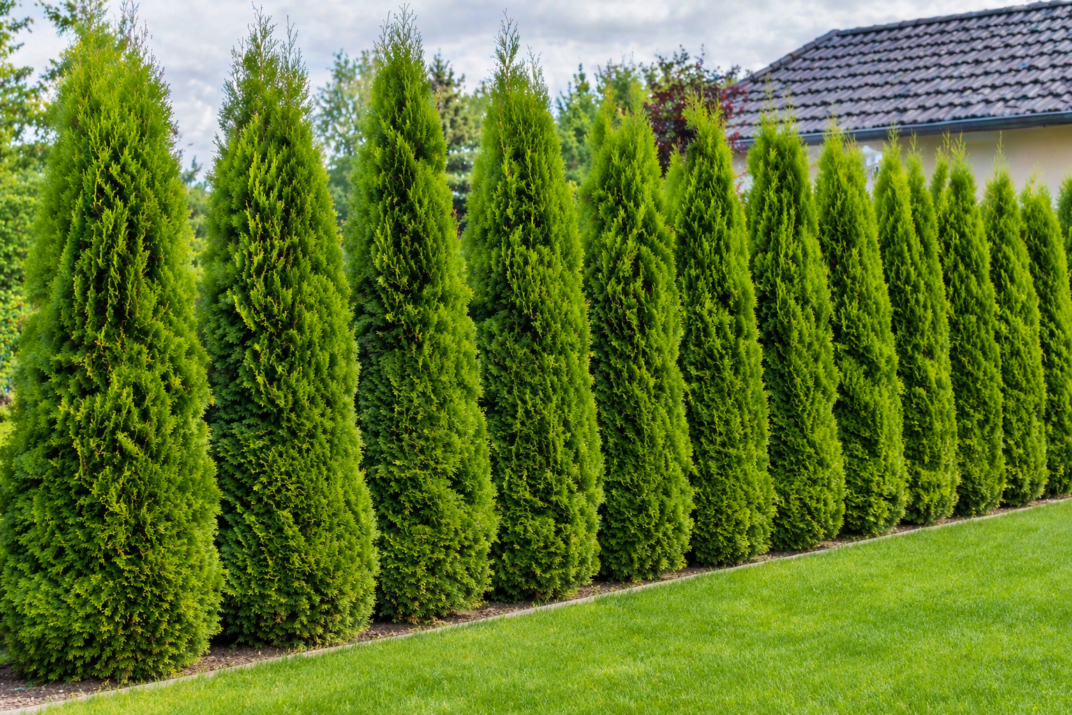 Jak wysokie mogą być tuje w 2026 roku? Sprawdź, co mówią przepisy