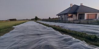 Przykryte włókniną truskawki