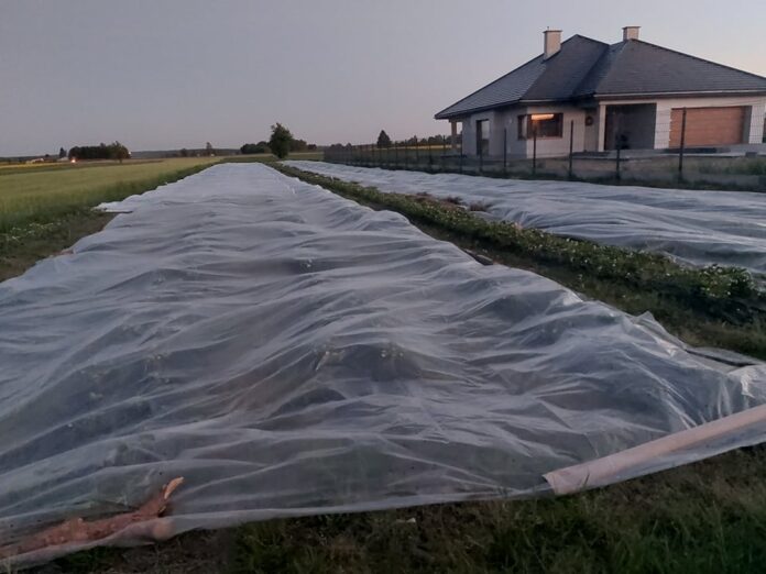 Przykryte włókniną truskawki