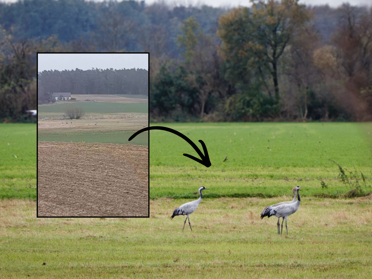 Nagranie, które mrozi krew plantatorom kukurydzy. Żurawie już czekają na siewy