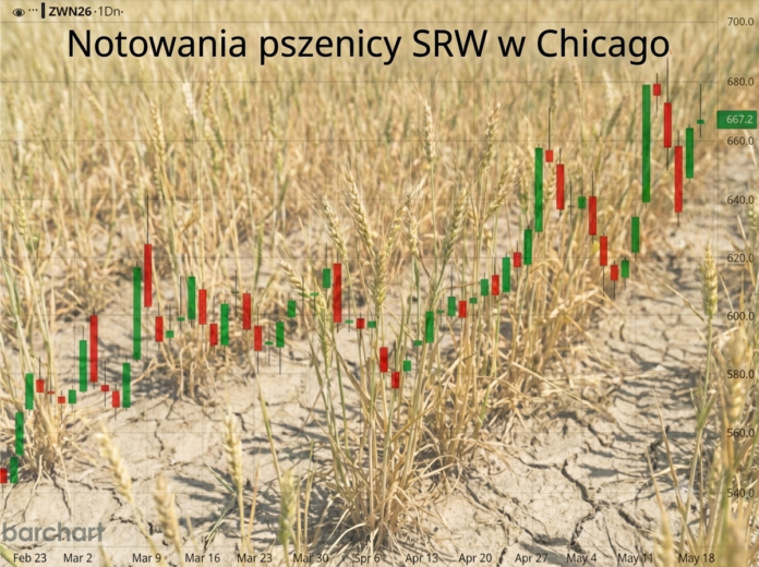 Notowania pszenicy w Chicago