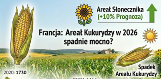 Areał kukurydzy spadnie mocno we Francji
