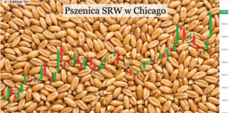 Pszenica w Chicago na dwuletnim szczycie