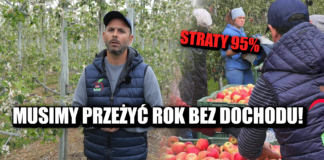 przymrozki w sadach