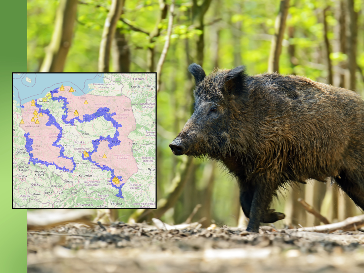 Alarmujący raport GIW: Niemal 60 nowych ognisk ASF w tydzień