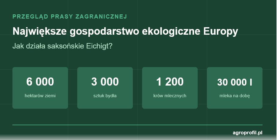 3000 sztuk bydła i 6000 ha ziemi: Jak funkcjonuje największe gospodarstwo ekologiczne w Europie? [Przegląd Prasy Zagranicznej]