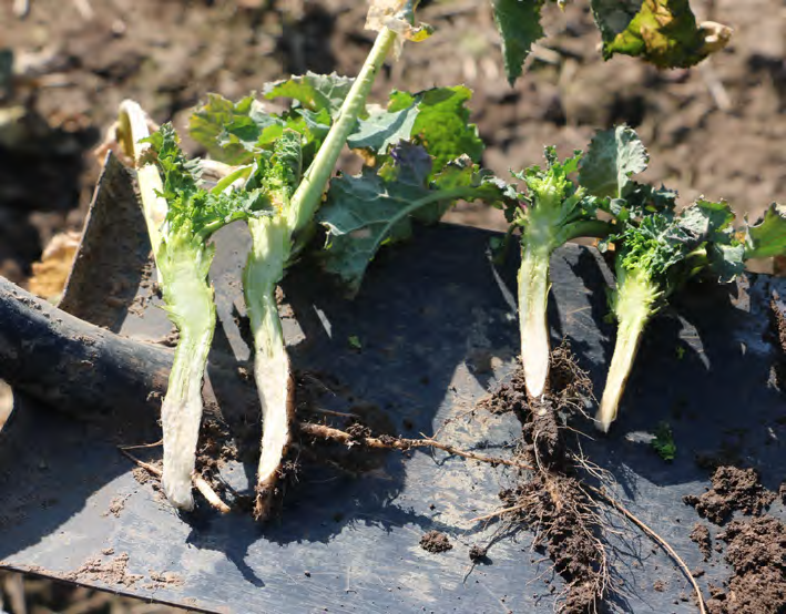 Lustracja plantacji. Jak wcześnie wykrywać zagrożenia?