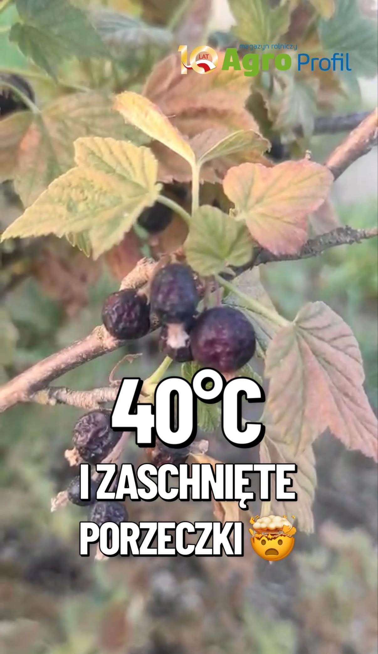 Wideo tygodnia
