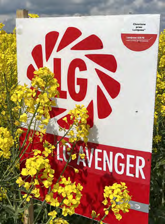 LG Avenger to jedna z najnowszych i przełomowych odmian mieszańcowych na polskim rynku.