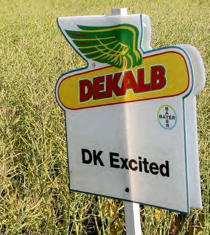 DK Excited to jedna z wielu wartościowych odmian w portfolio marki Dekalb należącej do Bayer. Fot. M. Piśny