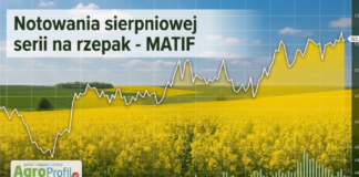 Rzepak na Matif