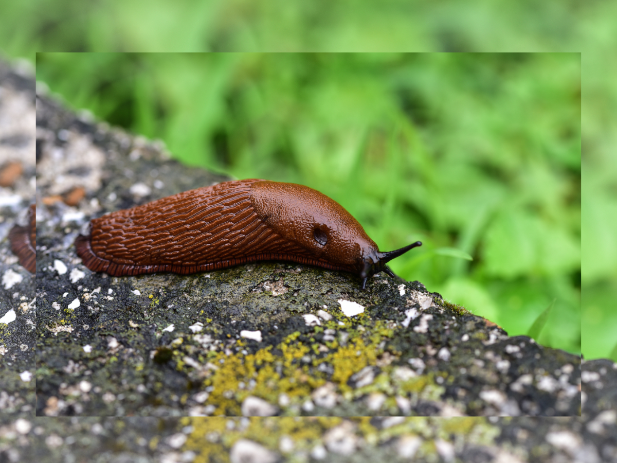 Jak pozbyć się ślimaków z ogrodu? 5 skutecznych sposobów na szkodniki