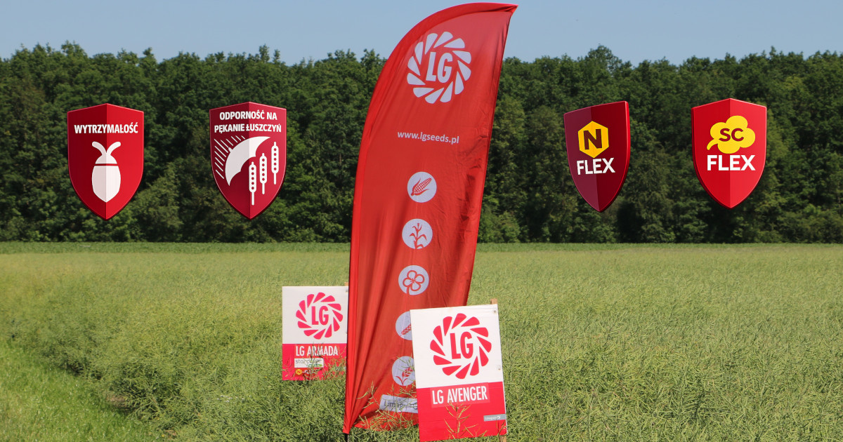 Nie boją się chorób i szkodników! Nowe odmiany rzepaku Limagrain
