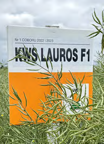 KWS Lauros to jedna z najchętniej wybieranych odmian mieszańcowych rzepaku przez polskich rolników. Fot. M. Piśny