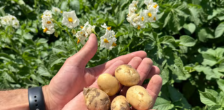 Makro- i mikroelementy wpływają znacząco na rozwój oraz cechy jakościowe ziemniaków. Fot. M. Piśny