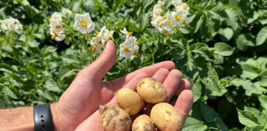 Makro- i mikroelementy wpływają znacząco na rozwój oraz cechy jakościowe ziemniaków. Fot. M. Piśny