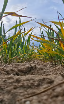 Objawy chorób to tylko efekt końcowy. To, jak silnie patogen rozwinie się w roślinie, w dużej mierze zależy od tego, co wcześniej zachodziło w glebie. Fot. A. Maziarek