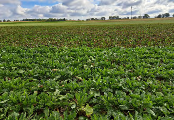 Siew odmian CR+ pozwala na zredukowanie liczby wykonanych zabiegów chemicznych. Na plantacji, gdzie została wysiana odmiana CR+, wykonano jeden zabieg fungicydowy (dół zdjęcia), a na sąsiedniej, na której uprawiano odmianę konwencjonalną – trzy. Fot. A. Kiniec