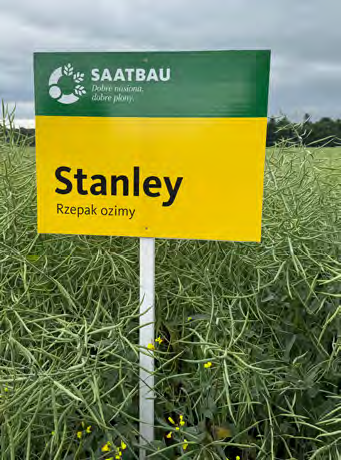 Stanley to jedna z cennych propozycji odmian populacyjnych od Saatbau. Fot. M. Piśny