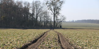 kiła kapusty