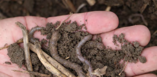 Aktywna biologicznie gleba to nie tylko struktura, ale żywy system. Obecność organizmów takich jak dżdżownice pokazuje, że środowisko sprzyja procesom, które budują stabilny mikrobiom gleby. Fot. M. Piśny