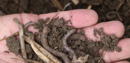 Aktywna biologicznie gleba to nie tylko struktura, ale żywy system. Obecność organizmów takich jak dżdżownice pokazuje, że środowisko sprzyja procesom, które budują stabilny mikrobiom gleby. Fot. M. Piśny