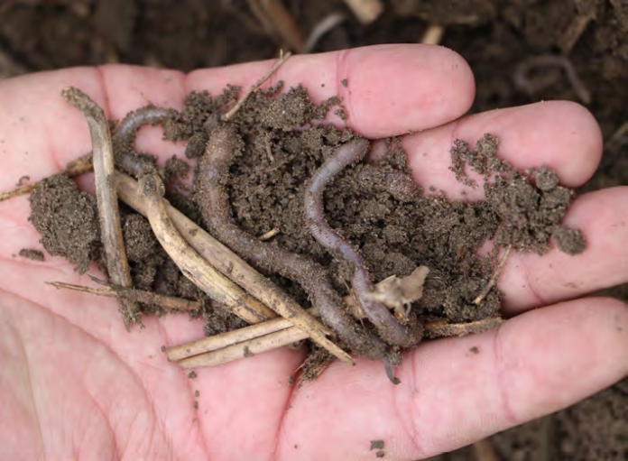 Aktywna biologicznie gleba to nie tylko struktura, ale żywy system. Obecność organizmów takich jak dżdżownice pokazuje, że środowisko sprzyja procesom, które budują stabilny mikrobiom gleby. Fot. M. Piśny