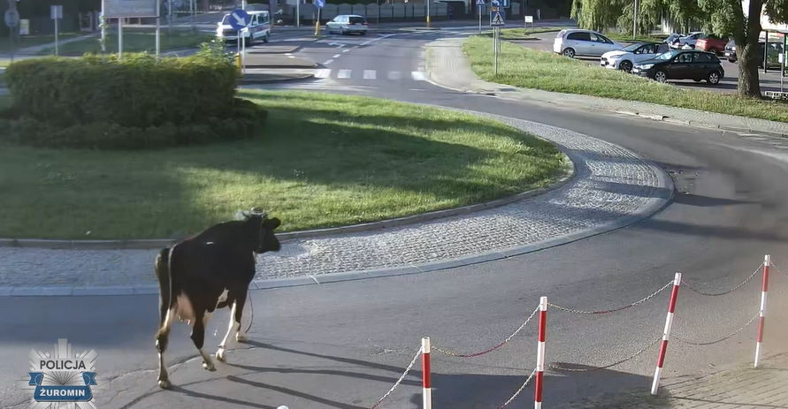 Krowa wyszła na miasto – policjanci gwałtownie zakończyli jej spacer