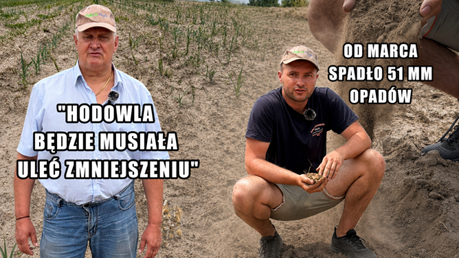Najsuchsza gmina w Polsce – tylko 51 mm opadów! Dramatyczna susza może wymusić ograniczenie hodowli