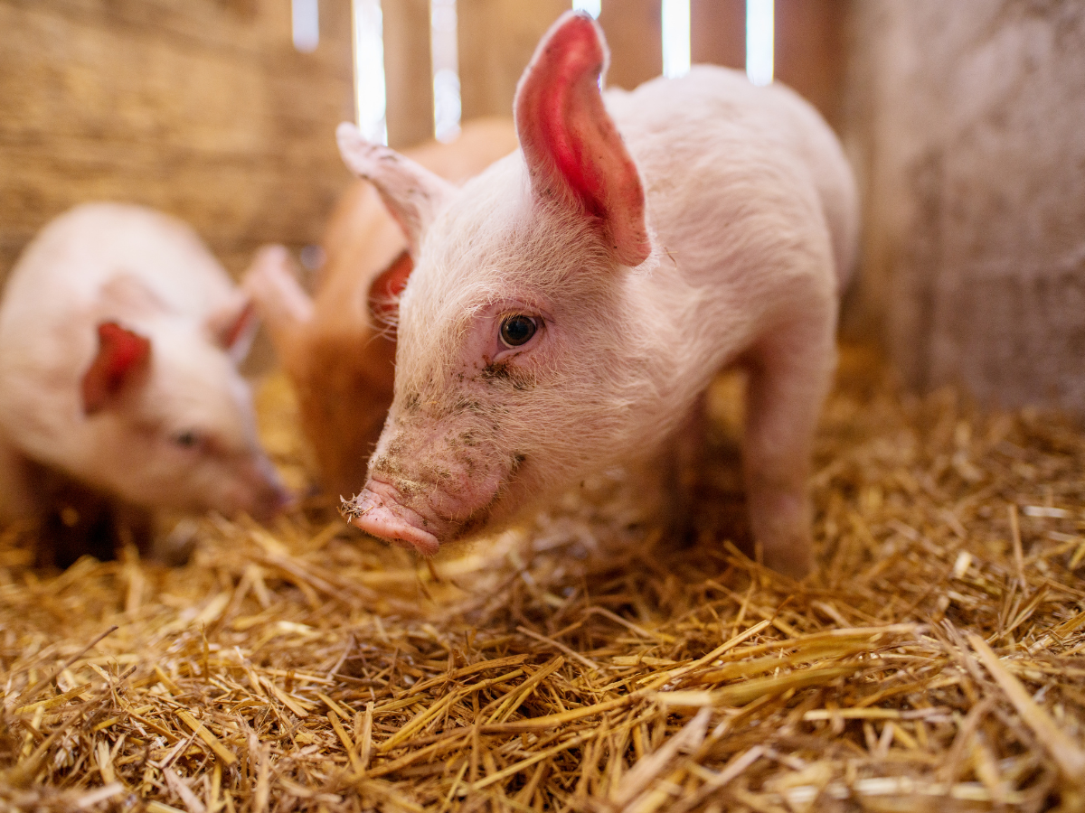 Ceny świń wzrosły o 30% w dwa tygodnie – ile płacą w skupie?