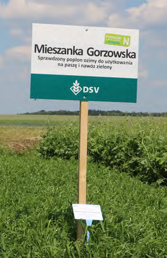 Międzyplony