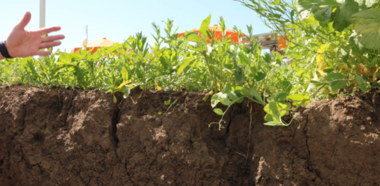 Gleba i materia organiczna