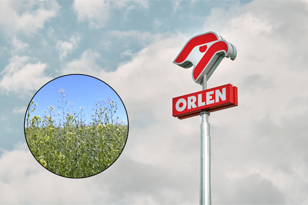 Lnianka siewna na biopaliwa. ORLEN rozwija współpracę z nauką i rolnictwem