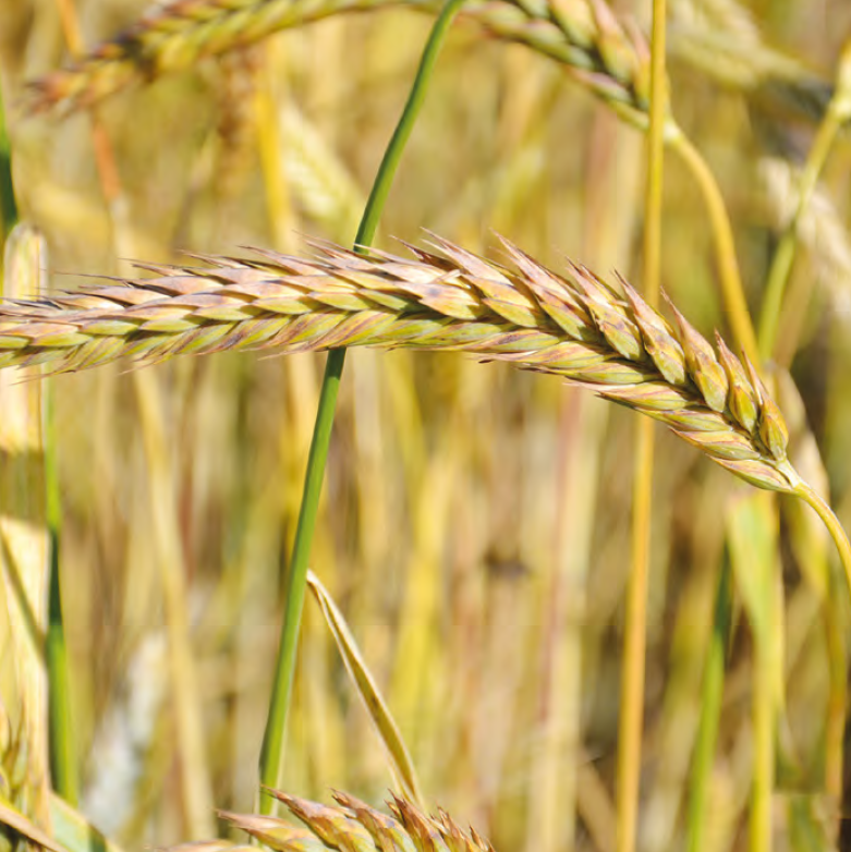 Gatunki pszenicy: Czym różnią się orkisz, durum, płaskurka i samopsza? 1 Pszenica płaskurka
