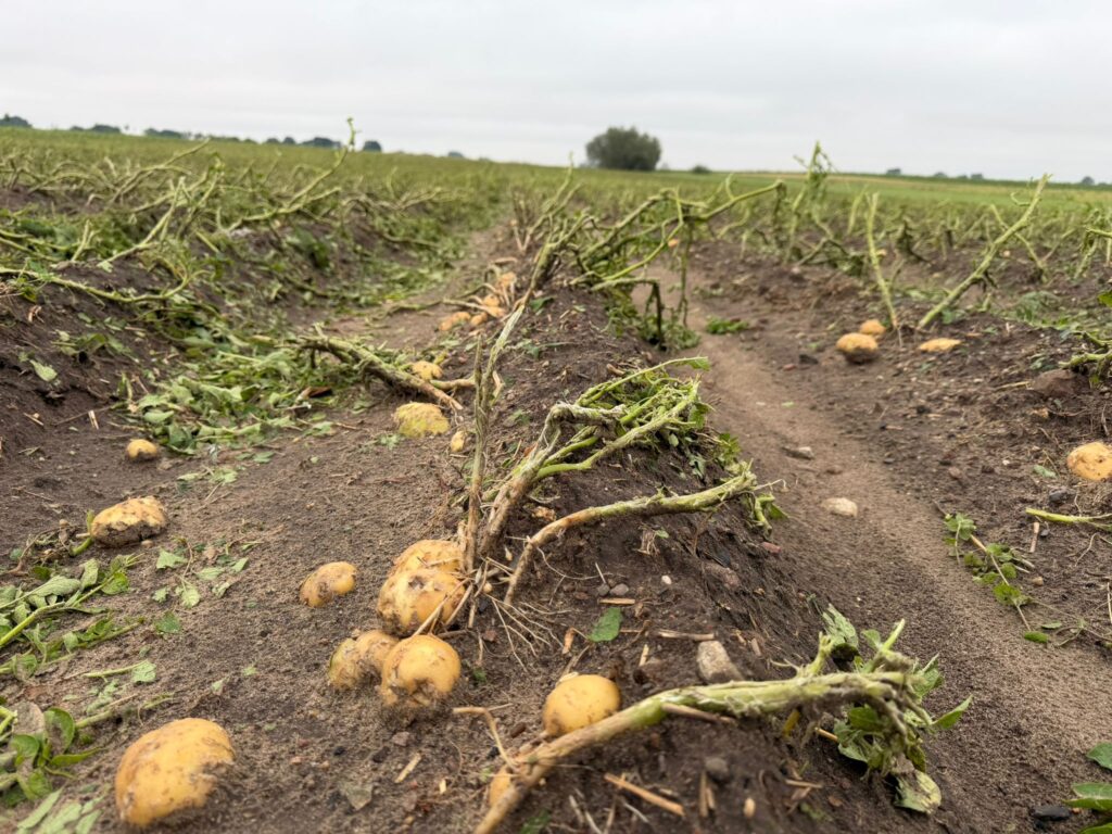 Katastrofa po nawałnicy. Rolnicy mówią o 100% stratach i apelują o pilną pomoc 7 Nawałnica gradobicie