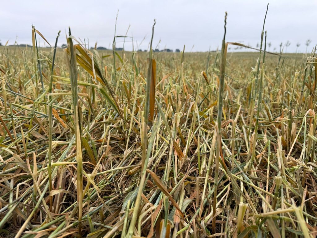 Katastrofa po nawałnicy. Rolnicy mówią o 100% stratach i apelują o pilną pomoc 6 Nawałnica gradobicie