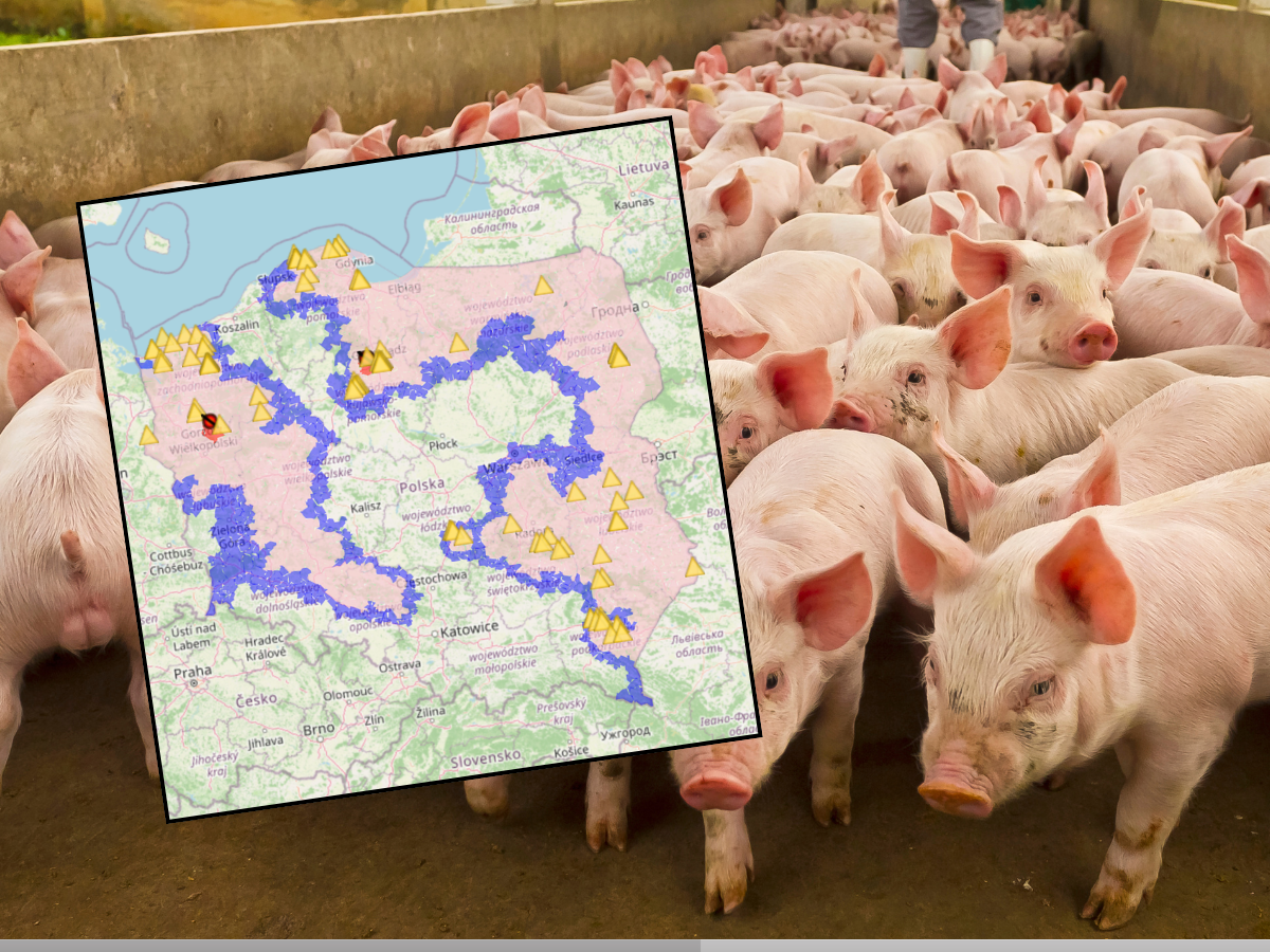 Nowe strefy ASF w Polsce. Komisja Europejska rozszerza strefę czerwoną na kolejne gminy [AKTUALNA MAPA]