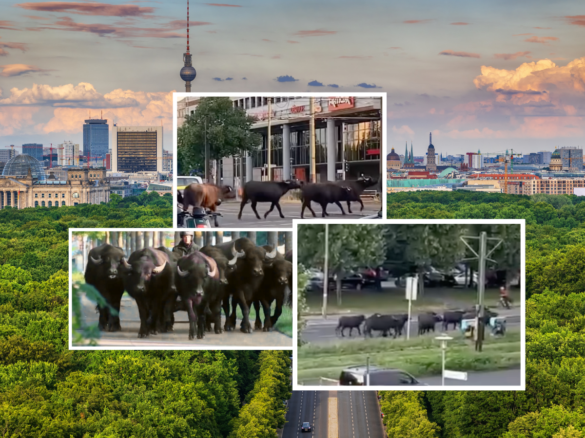Berlin: dziesięć bawołów uciekło z pastwiska. Nagrania z akcji podbijają internet