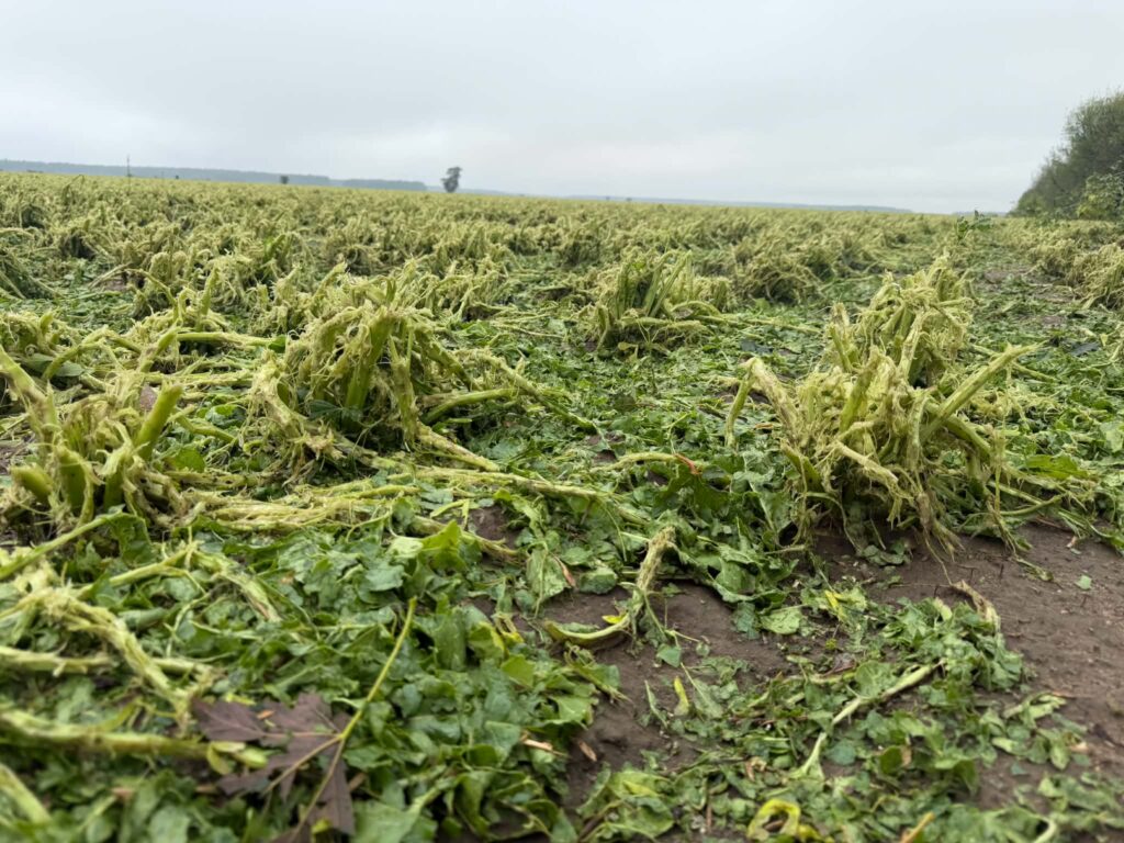 Katastrofa po nawałnicy. Rolnicy mówią o 100% stratach i apelują o pilną pomoc 3 Nawałnica gradobicie