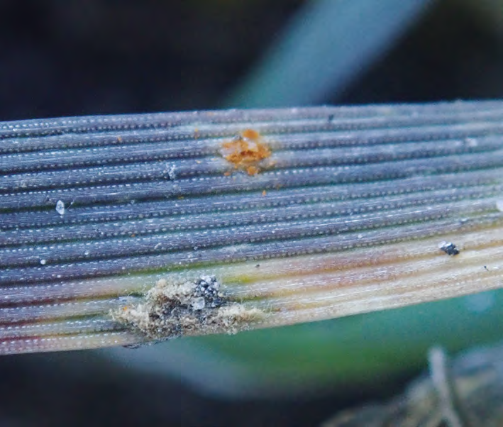 Jesienna ochrona fungicydowa – czy jest konieczna i kiedy ją przeprowadzić?