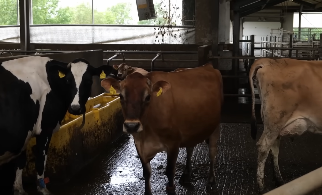 Dają mniej mleka, ale mają inną przewagę. Co wyróżnia krowy Jersey?