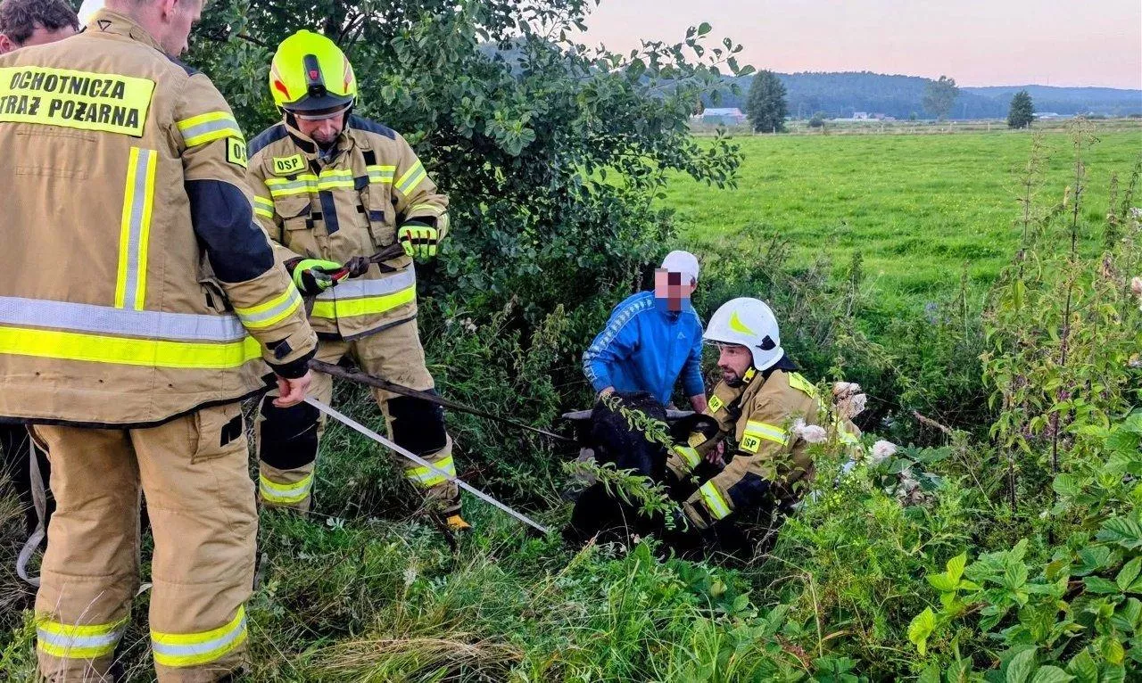 Byk utknął w rowie i nie mógł się ruszyć. Na pomoc ruszyli strażacy z ciągnikiem
