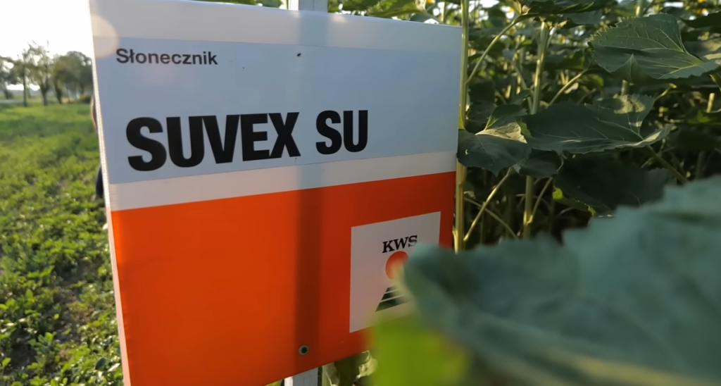 Uprawa słonecznika KWS SUVEX