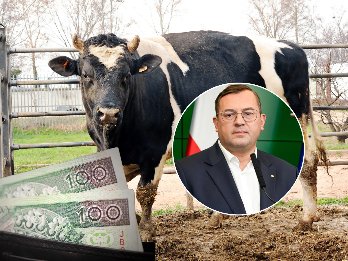 Będą nowe dopłaty ARiMR 2026: Do 7 tys. zł na buhaja, wsparcie dla loch i po upałach!