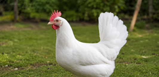 kury Leghorn